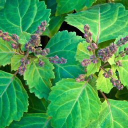 patchouli
